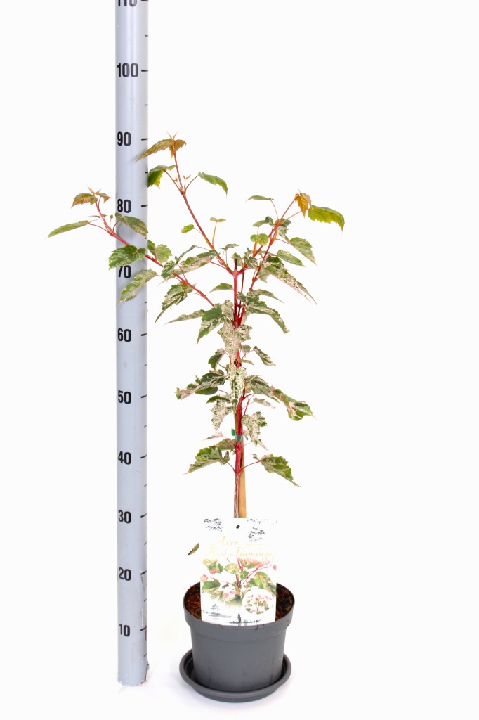 Billede af Acer conspicuum Red Flamingo P19 40/50
