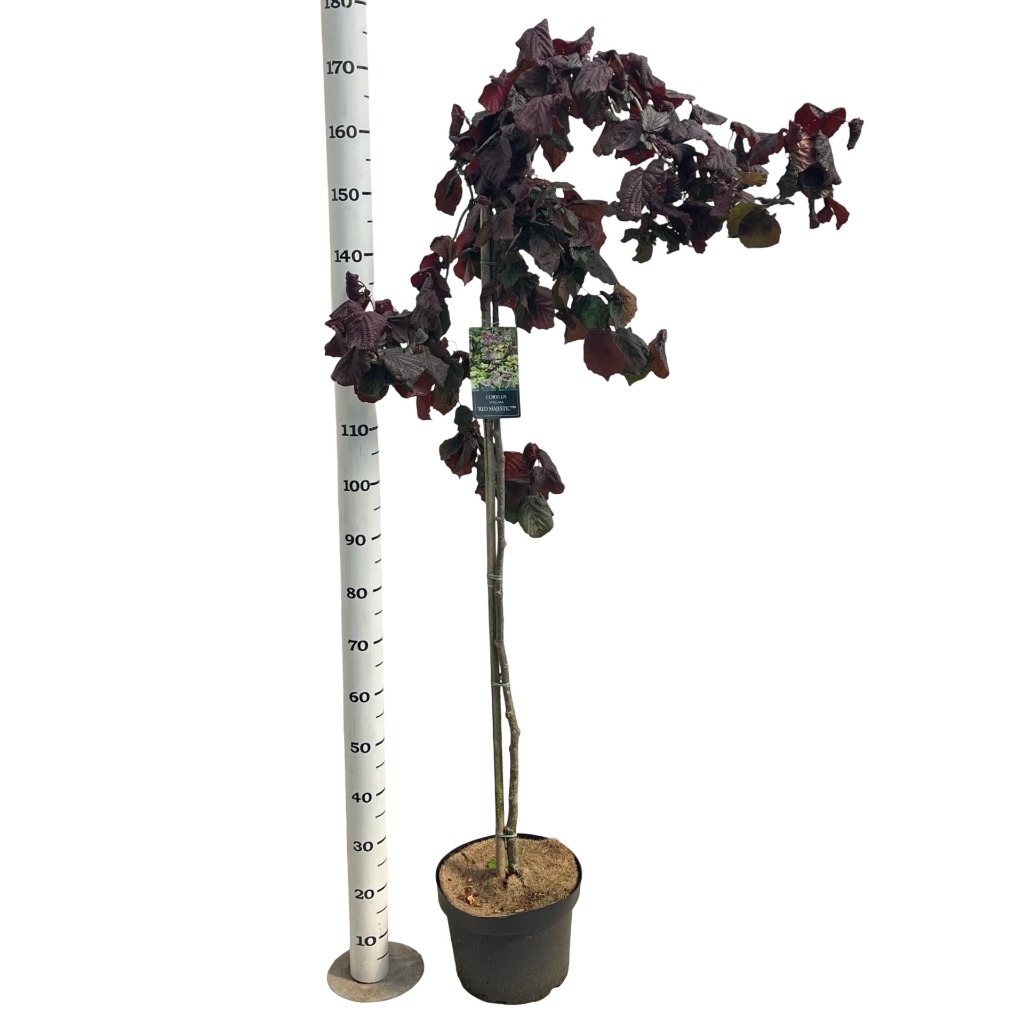 Corylus ave. Red Majestic