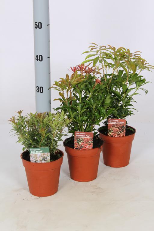 Afbeeldingen van Pieris jap. in varieties P9