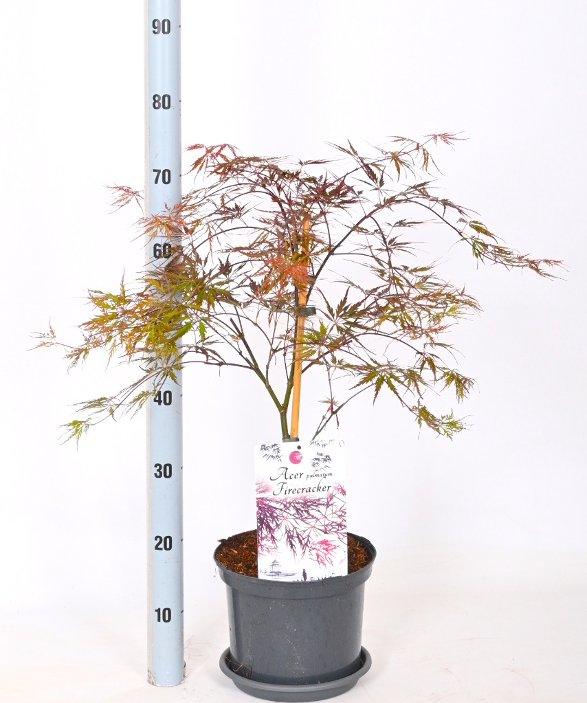 Acer pal. Firecracker