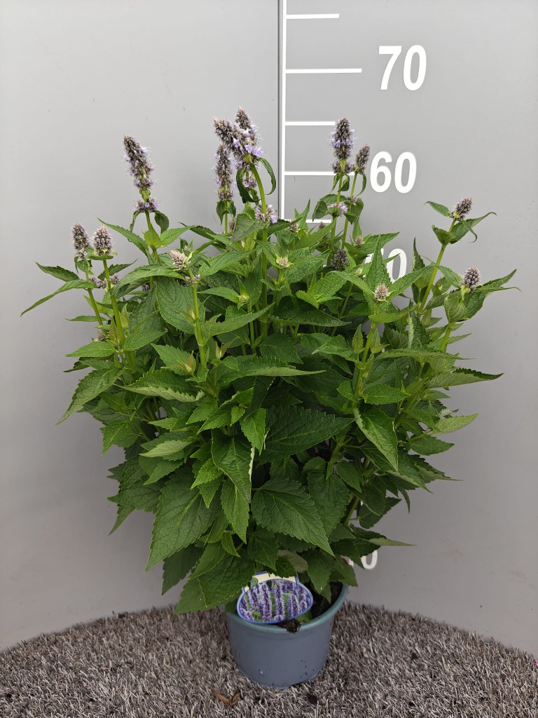 Agastache Blue Fortune