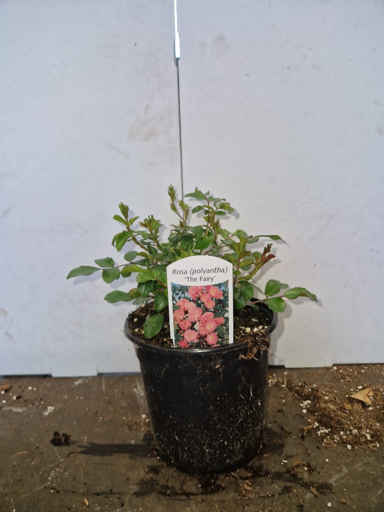 Rosa The Fairy pink