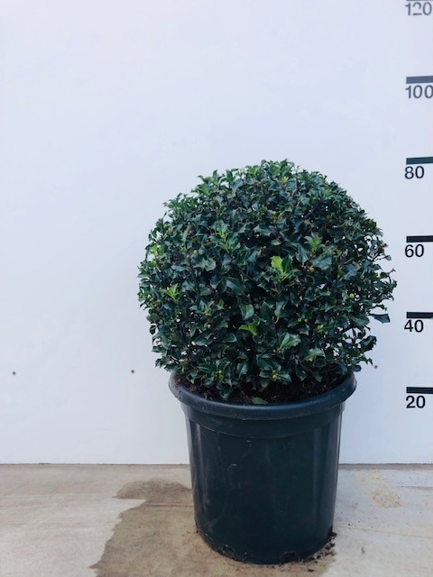 Picture of Ilex mes. Blue Angel P40-(30-LTR) BALL-50/60