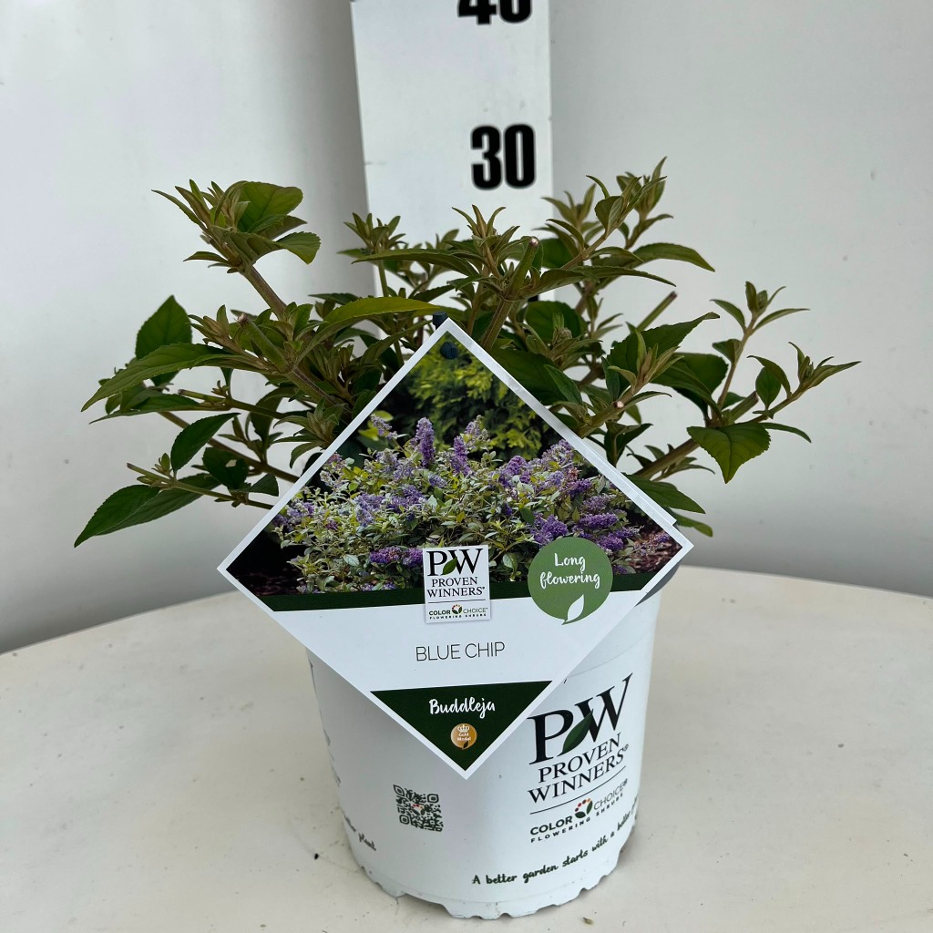 Buddleja Blue Chip
