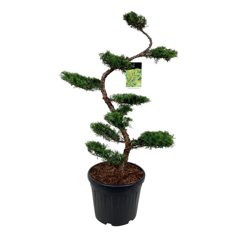 Picture of Juniperus pf. Pfitzeriana Aurea C55 BONSAI 125/+