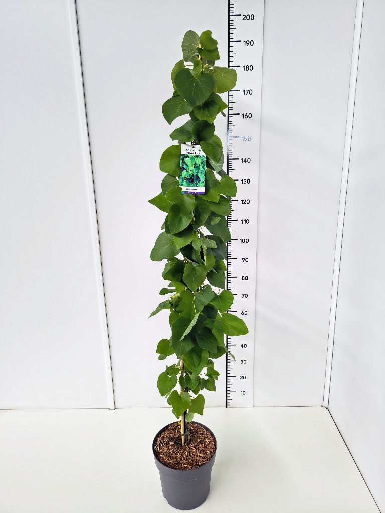 Picture of Aristolochia macrophylla P29 (10 Ltr) 150/175CM