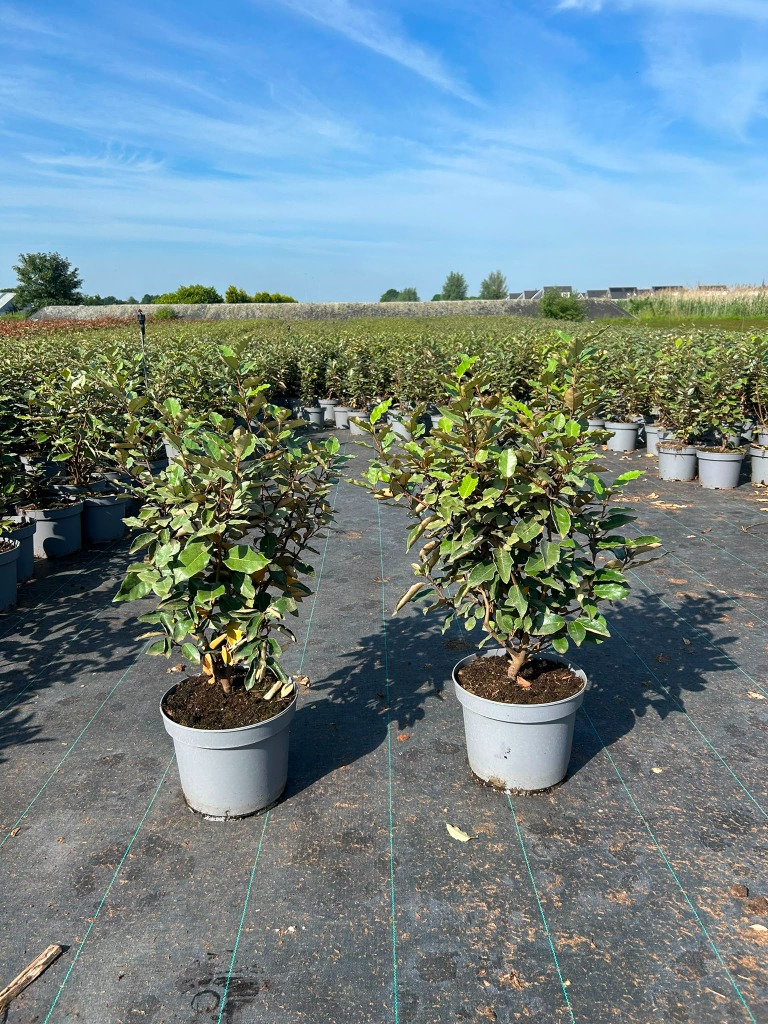 Elaeagnus ebb.