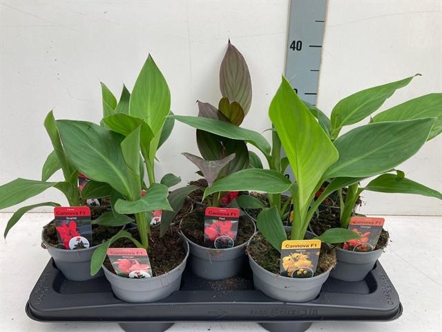 Picture of Canna Cannova in varieties per shelf P13