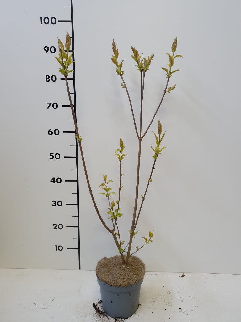 Picture of Syringa josikaea Louise P17 (2 Ltr)