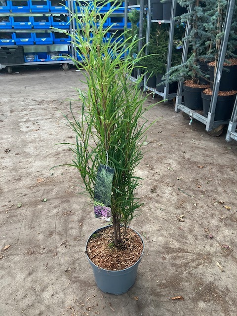 Picture of Frangula alnus Fine Line P23 (5 Ltr)