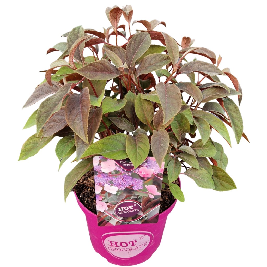 Picture of Hydrangea aspera Hot Chocolate P23 (5 Ltr)