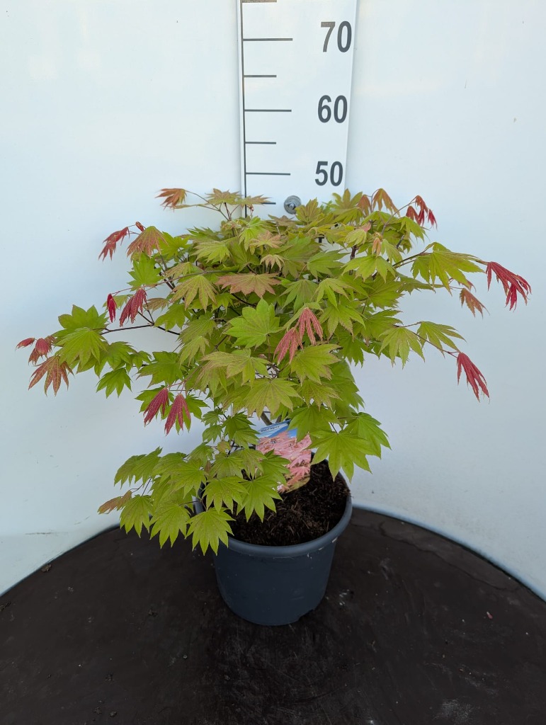 Acer pal. Moonrise