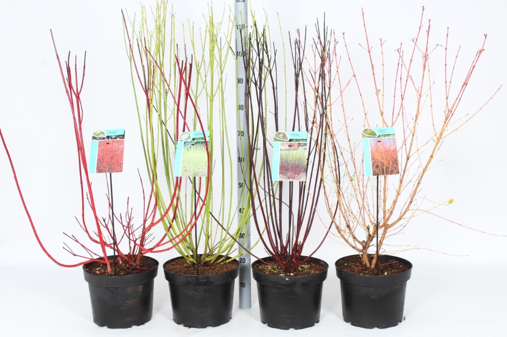 Picture of Cornus alba in 4 varieties P29 (10 Ltr)