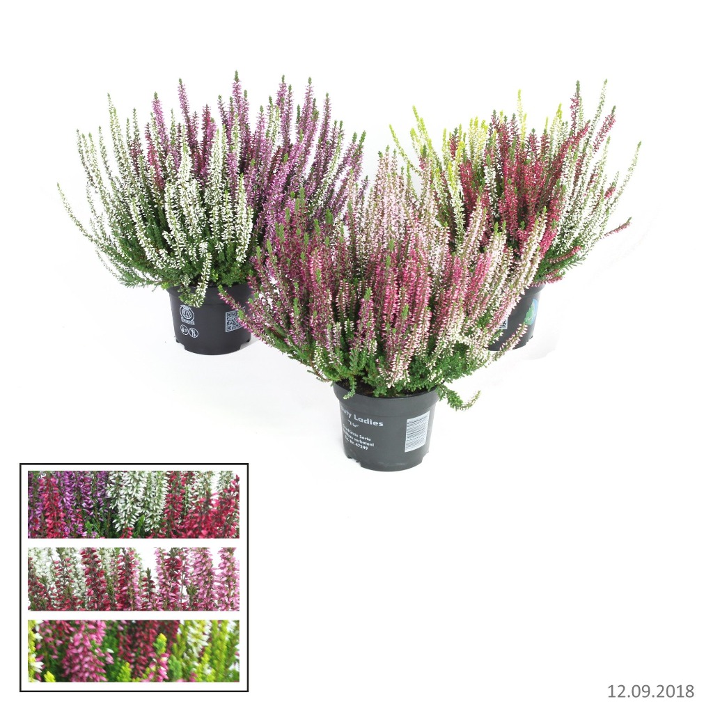 Obrazek Calluna vulgaris Beauty Ladies Trio P12