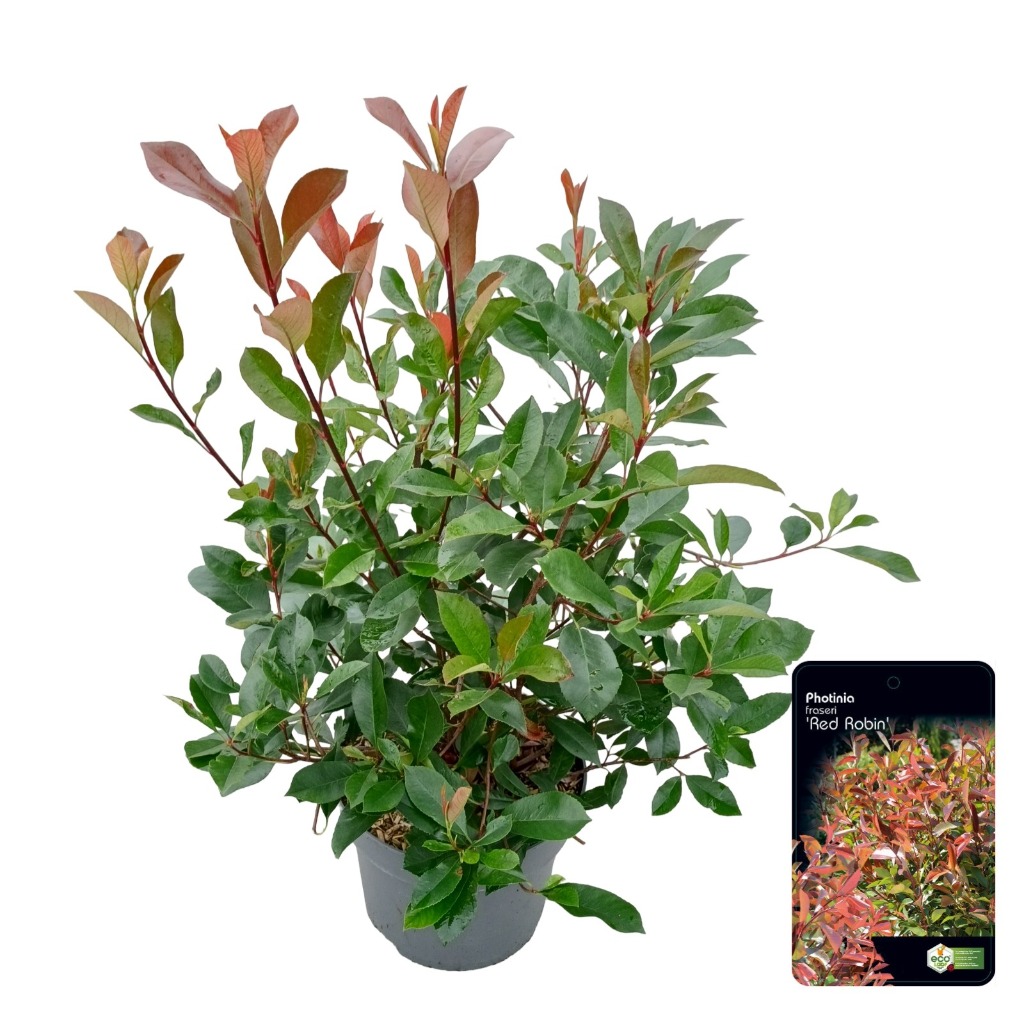 Image de Photinia fras. Red Robin P29 (10 Ltr)