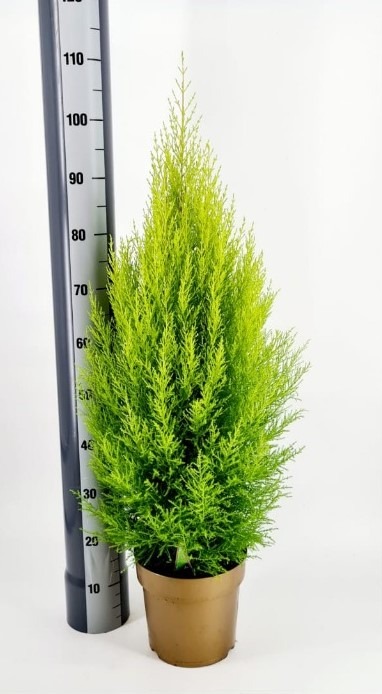 Picture of Cupressus macr. Goldcrest Wilma P23 (5 Ltr) 110/CM