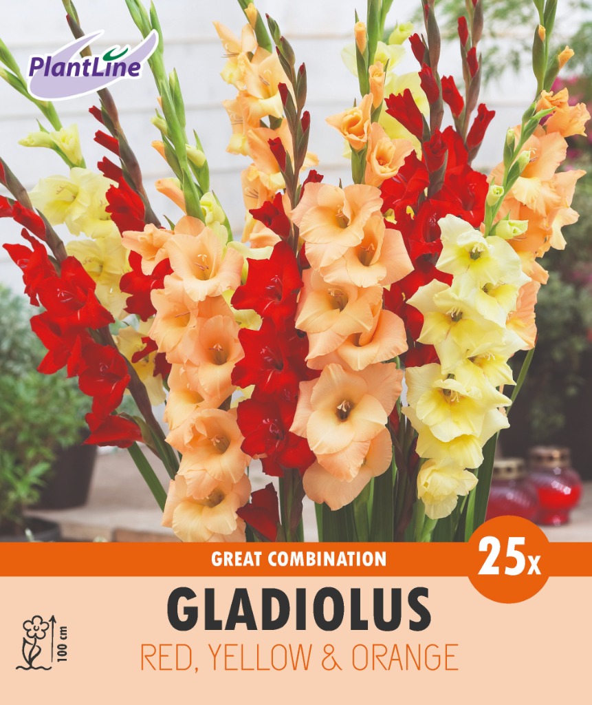 Picture of COMBI GLADIOLUS RED, YELLOW AND ORANGE 10-BAGS-WITH-25-BULBS-IN-BOX