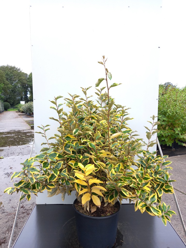 Picture of Elaeagnus ebb. Gilt Edge P36 (20 Ltr)