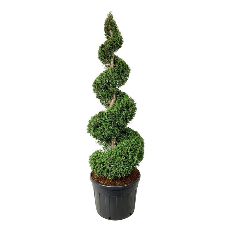 Picture of Thuja occ. Brabant C130 SPIRAL 175/200