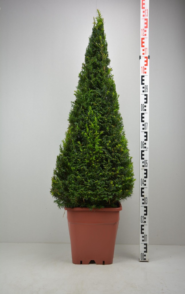 Picture of Taxus baccata EXTRA P42-(45-LTR) EGYPTIAN-PYRAMID-100/110-CM