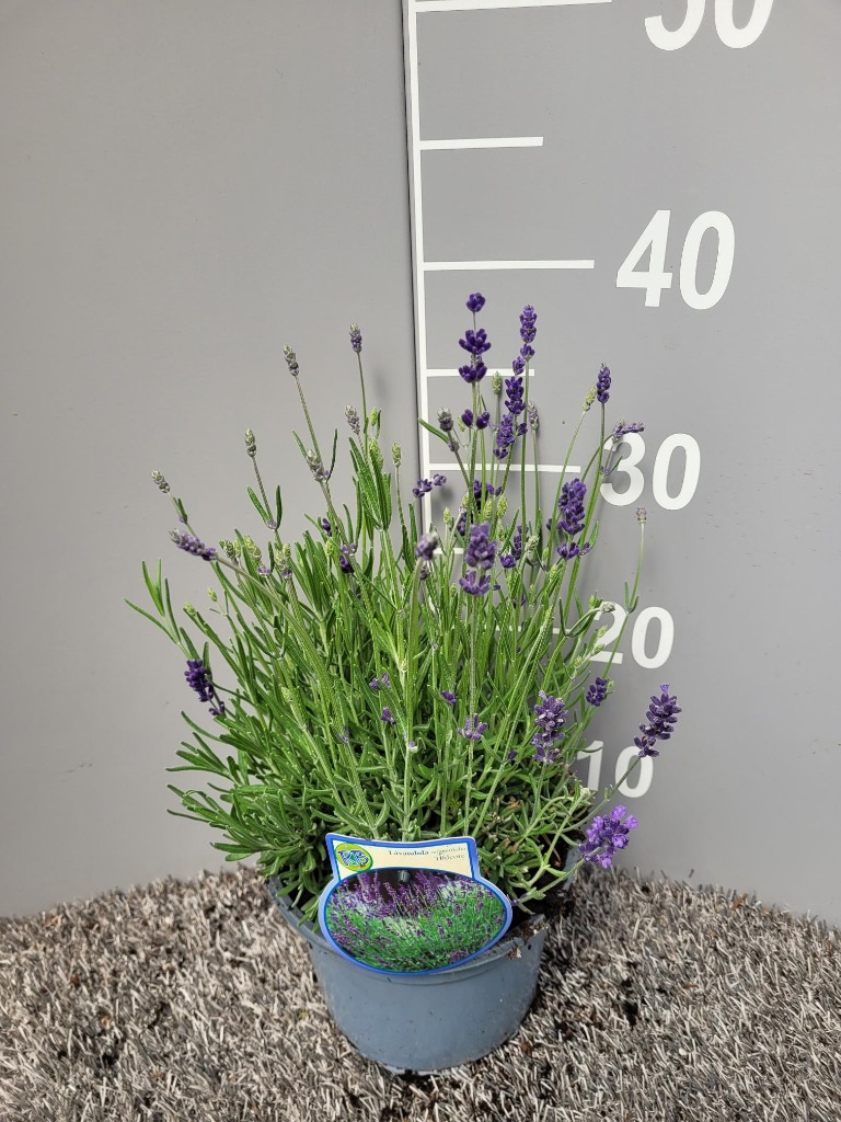 Picture of Lavandula ang. Hidcote P17 (2 Ltr)
