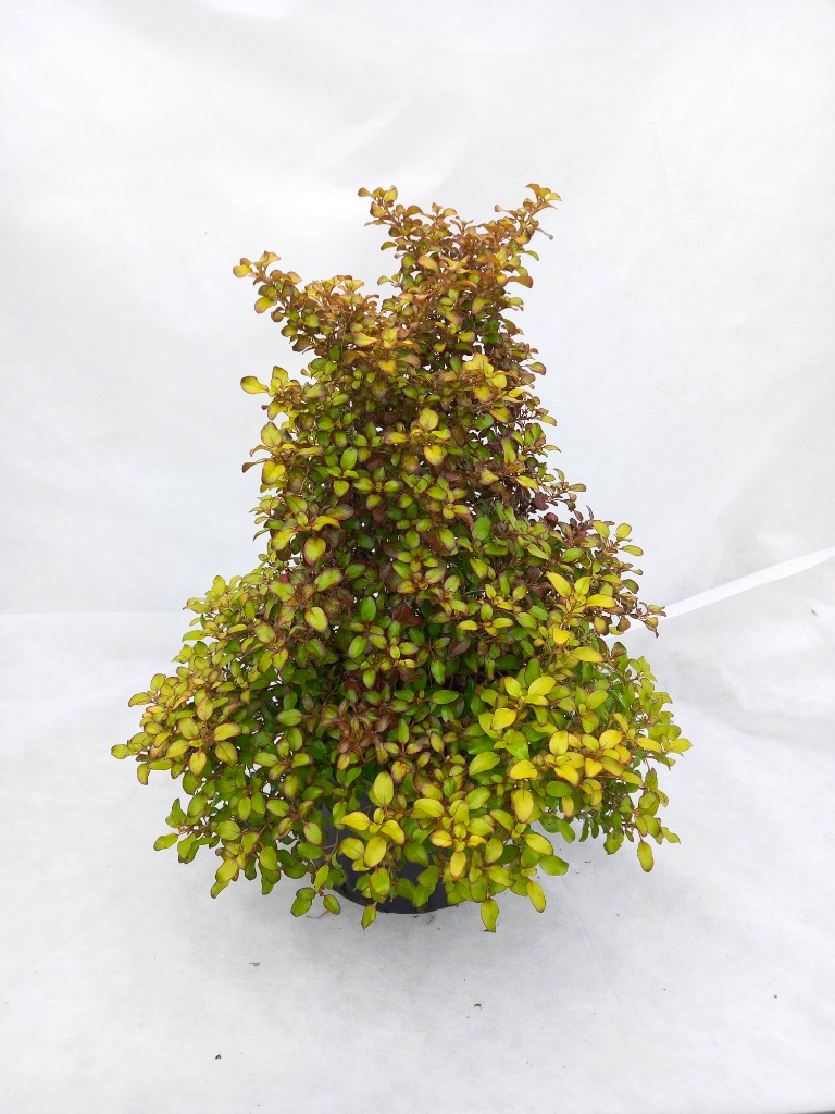 Picture of Coprosma repens Pina Colade 50/60