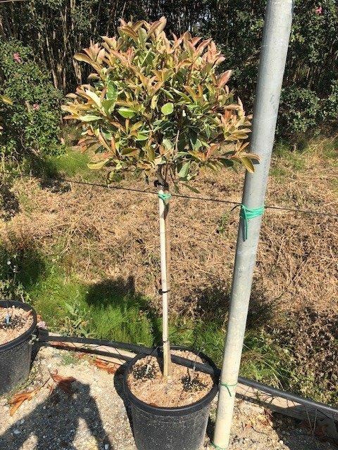 Picture of Photinia Pink Marble C18 1/2 std 40/50 head