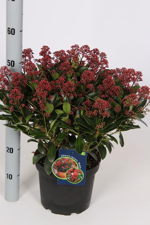 Picture of Skimmia japonica Rubella P23 (5 Ltr) 25/-FLOWERS