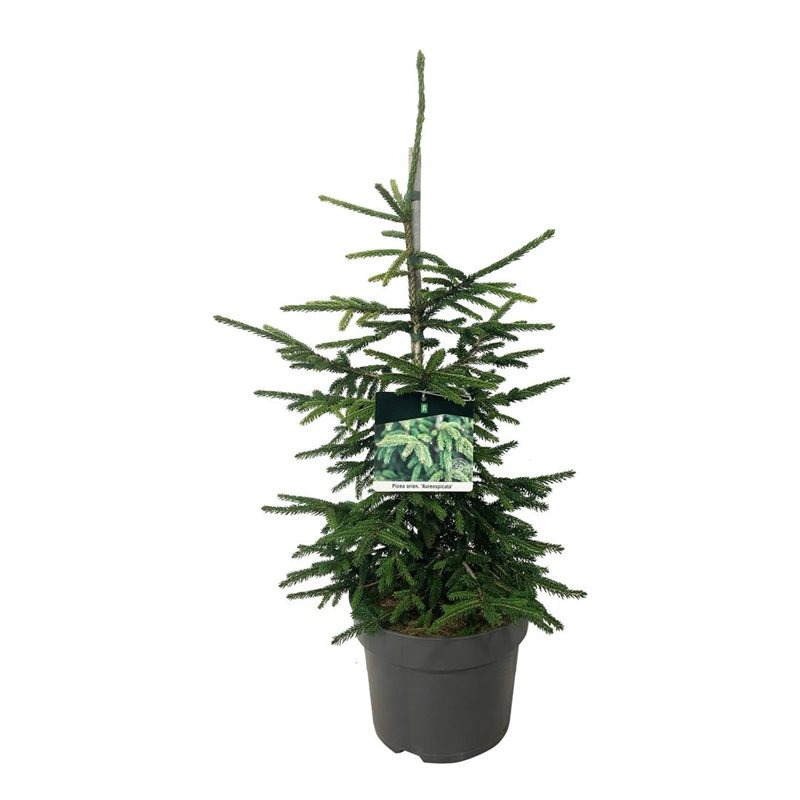 Picture of Picea orientalis Aureaspicata P26 (7.5 Ltr)