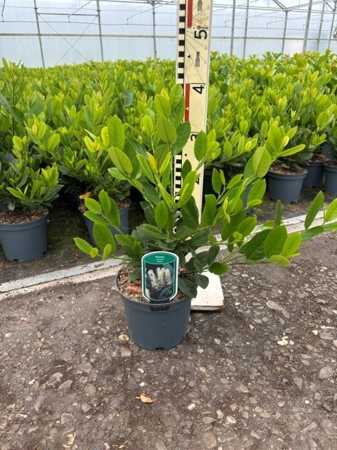 Prunus laur. Mano