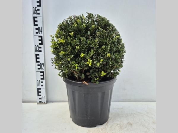 Ilex cr. Dark Green