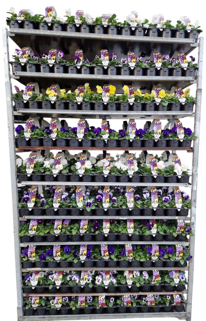 Picture of Trolley Deal 2025 Viola F1 in varieties 6-pack