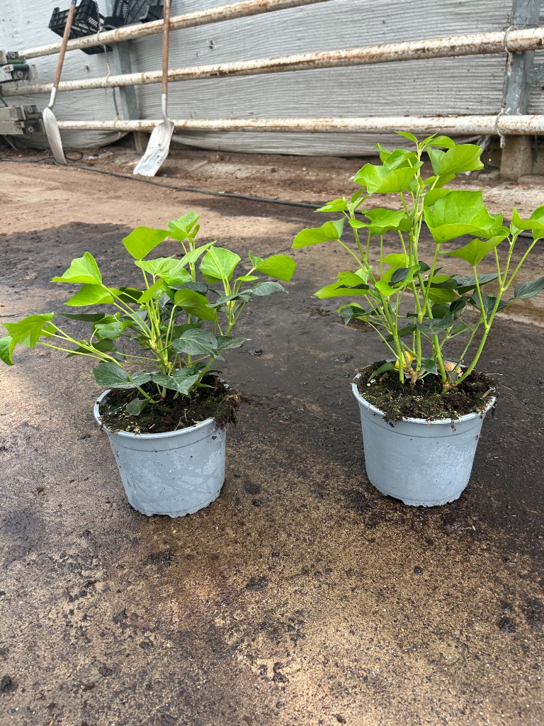 Hedera hel. Arborescens