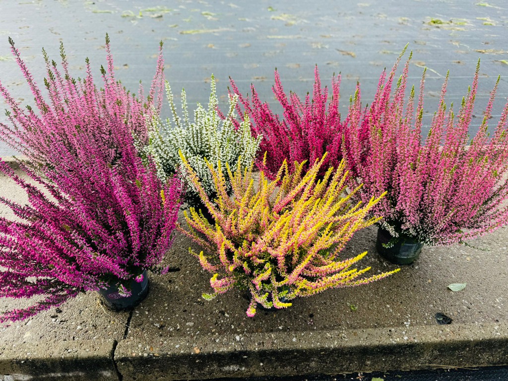 Picture of Calluna Garden Girls in varieties P11 18 cm