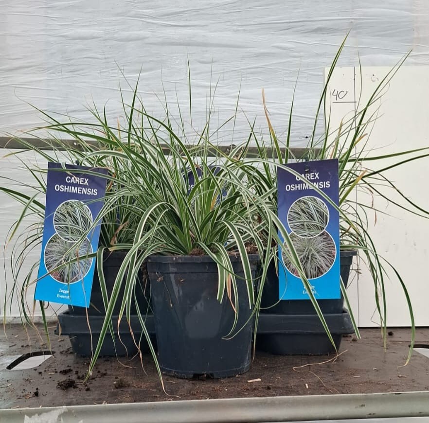 Carex osh. Everest