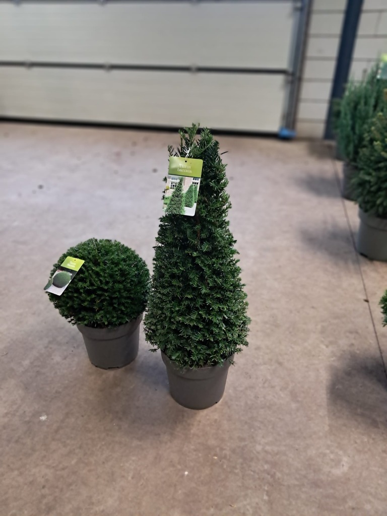 Picture of Taxus Baccata P29 (10 Ltr) 70/80-PYR