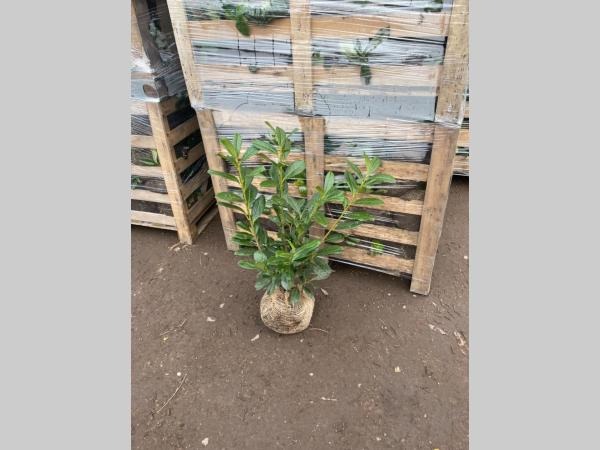 Picture of Prunus laur. Novita ROOTBALL 60/80CM