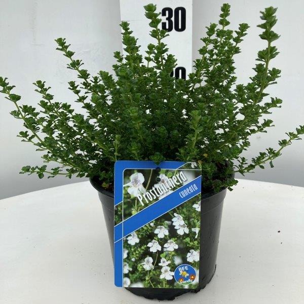 Picture of Prostanthera cuneata P17-(2.5-LTR)