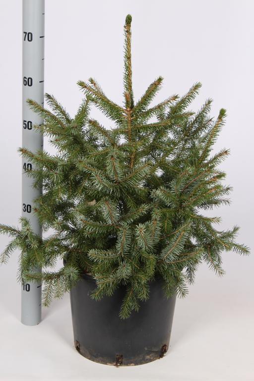 Picture of TROLLEY DEAL 2024 Picea Omorika P29 (10 LTR) 80/100 INC POT/POTGROWN