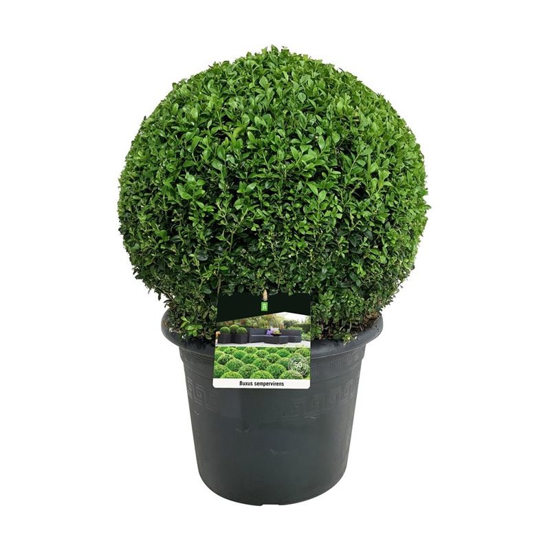 Picture of Buxus sempervirens P30 (12 Ltr) BALL-40/45