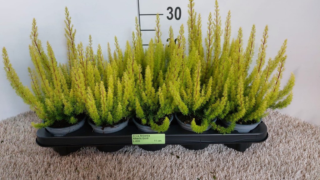 Picture of Erica arborea Alberts Gold P11 20-CM