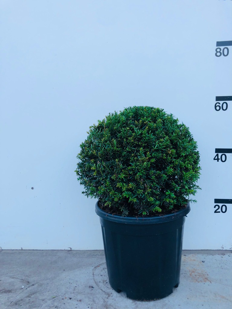 Picture of Taxus Baccata P29 (10 Ltr) BALL-30/35