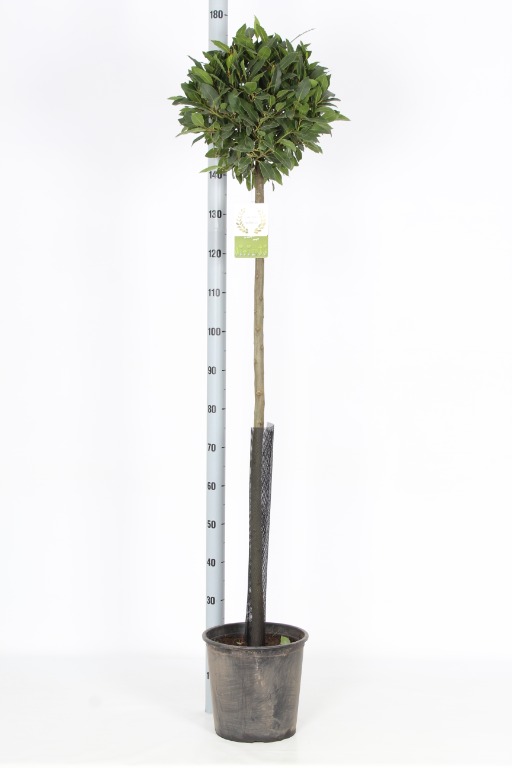 Picture of Laurus nobilis P27 (7.5 Ltr) 120/std 30/cm head