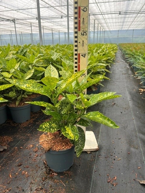 Aucuba jap. Variegata