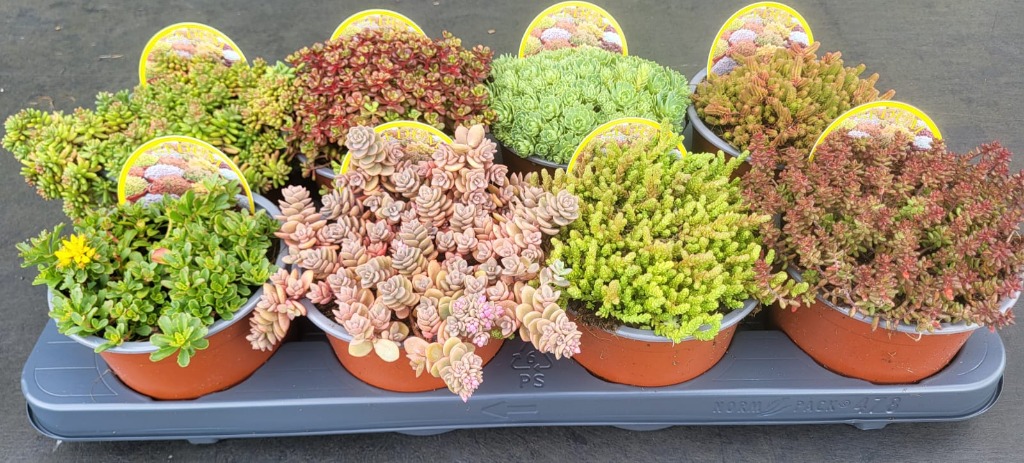 Picture of Sedum in varieties P13