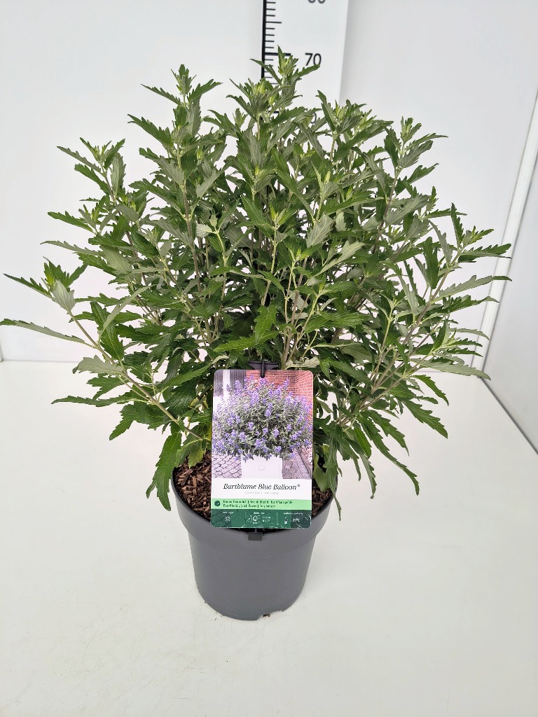 Picture of Caryopteris cland. Blue Balloon P23 (5 Ltr)