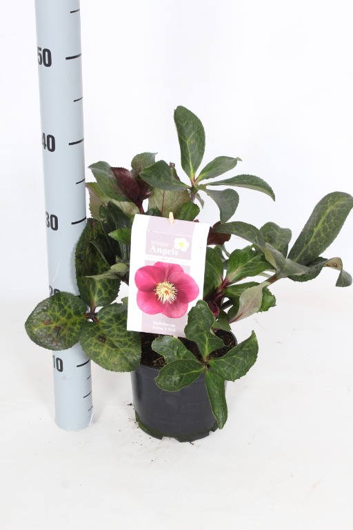 Picture of Helleborus hybridus frostkiss Anna Red P15