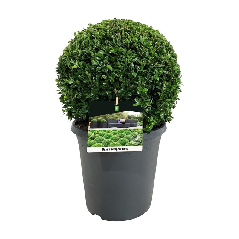 Picture of Buxus sempervirens P26 (7.5 Ltr) BALL 35/+