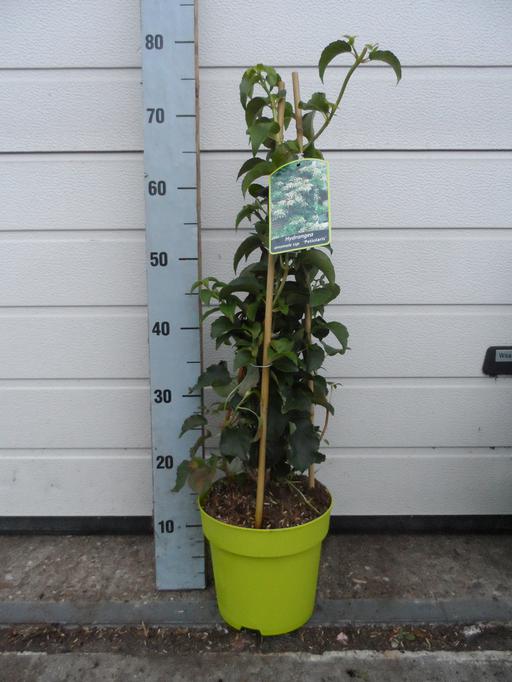 Picture of Hydrangea anomala petiolaris P19 (3 Ltr) 50/CM