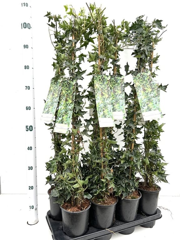 Picture of Hedera hel. Ivalace P17-(2.5-LTR) 70/80CM